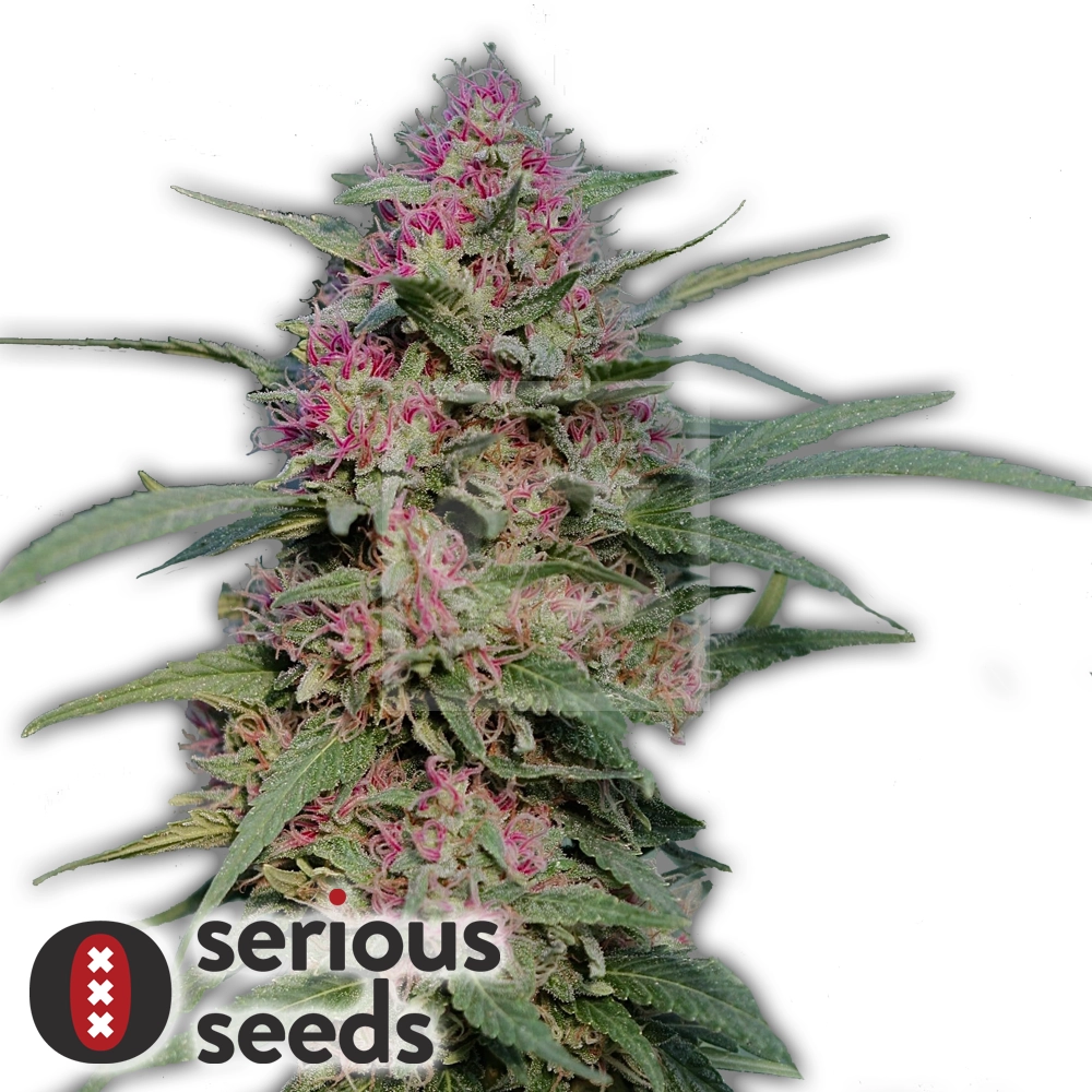 Serious 6 | Feminisierte Hanfsamen von Serious Seeds