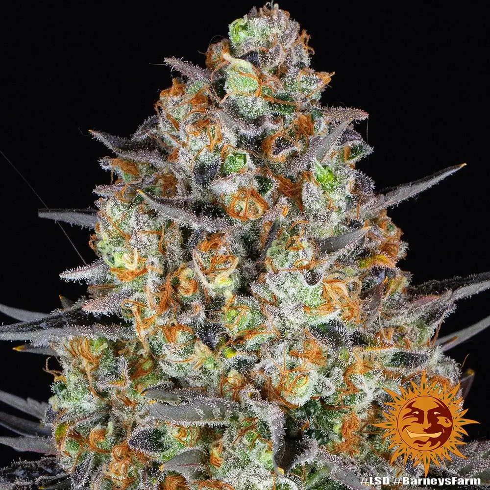 LSD Blüte Nahaufnahme einer LSD Blüte mit orangefarbenen Blütenblättern