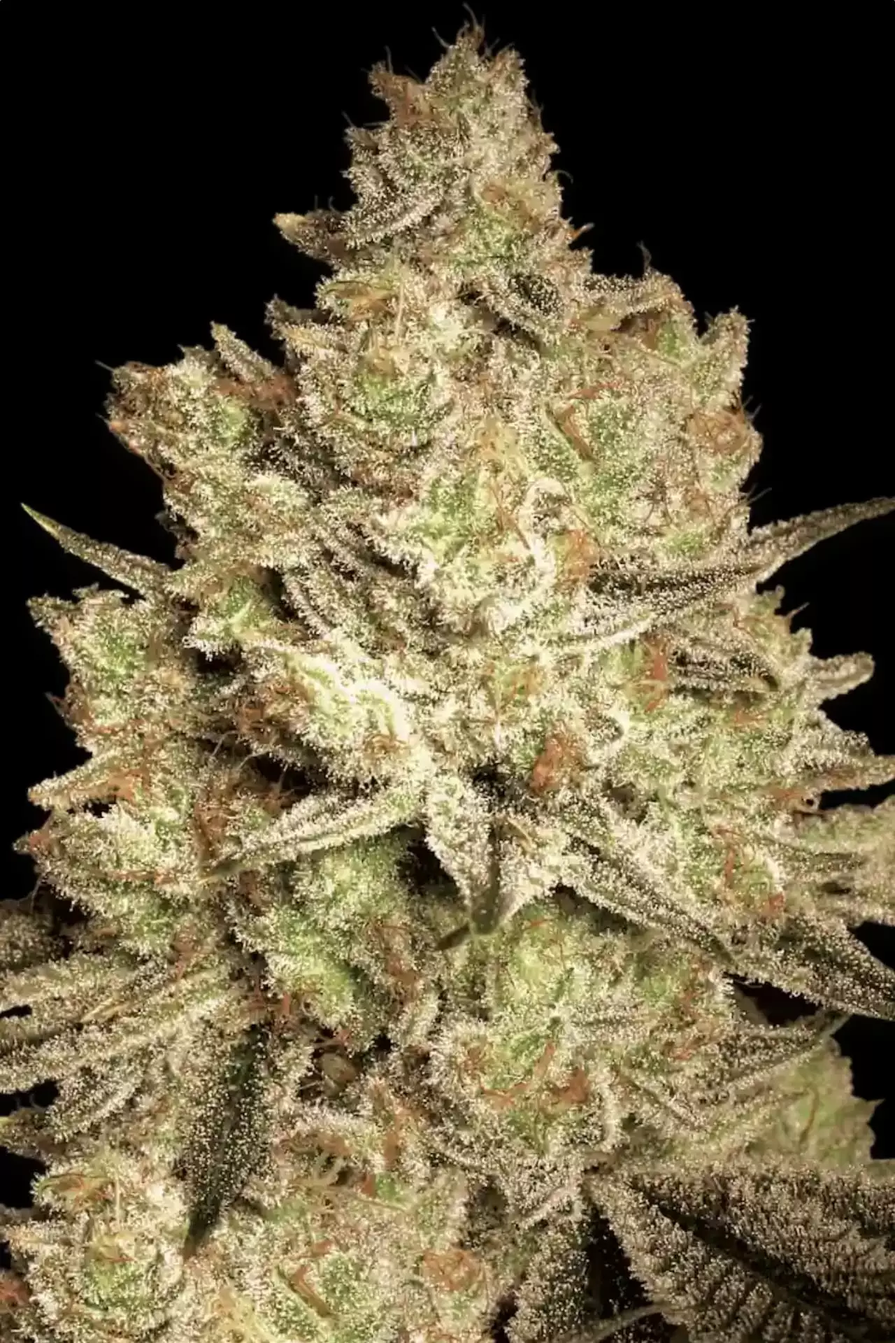 Jacky White | Feminisierte Hanfsamen von Paradise Seeds | 3 Samen Jacky White | Feminisierte Hanfsamen von Paradise Seeds