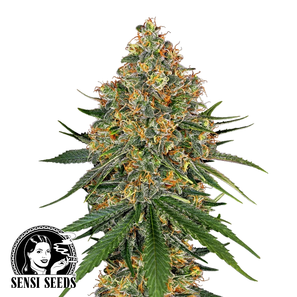 White Cheese | Feminisierte Cannabissamen von White Label Seeds | 3 Samen White Cheese | Feminisierte Cannabissamen von White Label Seeds | 3 Samen