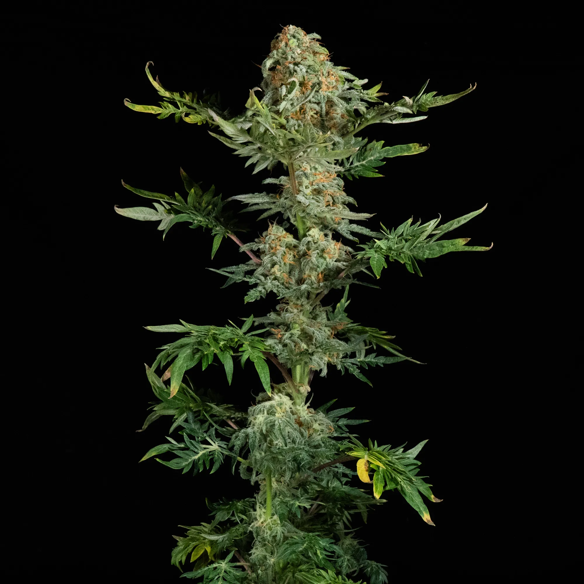 Freaky Ryder | Reguläre Autoflowering Hanfsamen von Doctor's Choice | 5 Samen Freaky Ryder | Reguläre Autoflowering Hanfsamen von Doctor's Choice | 5 Samen