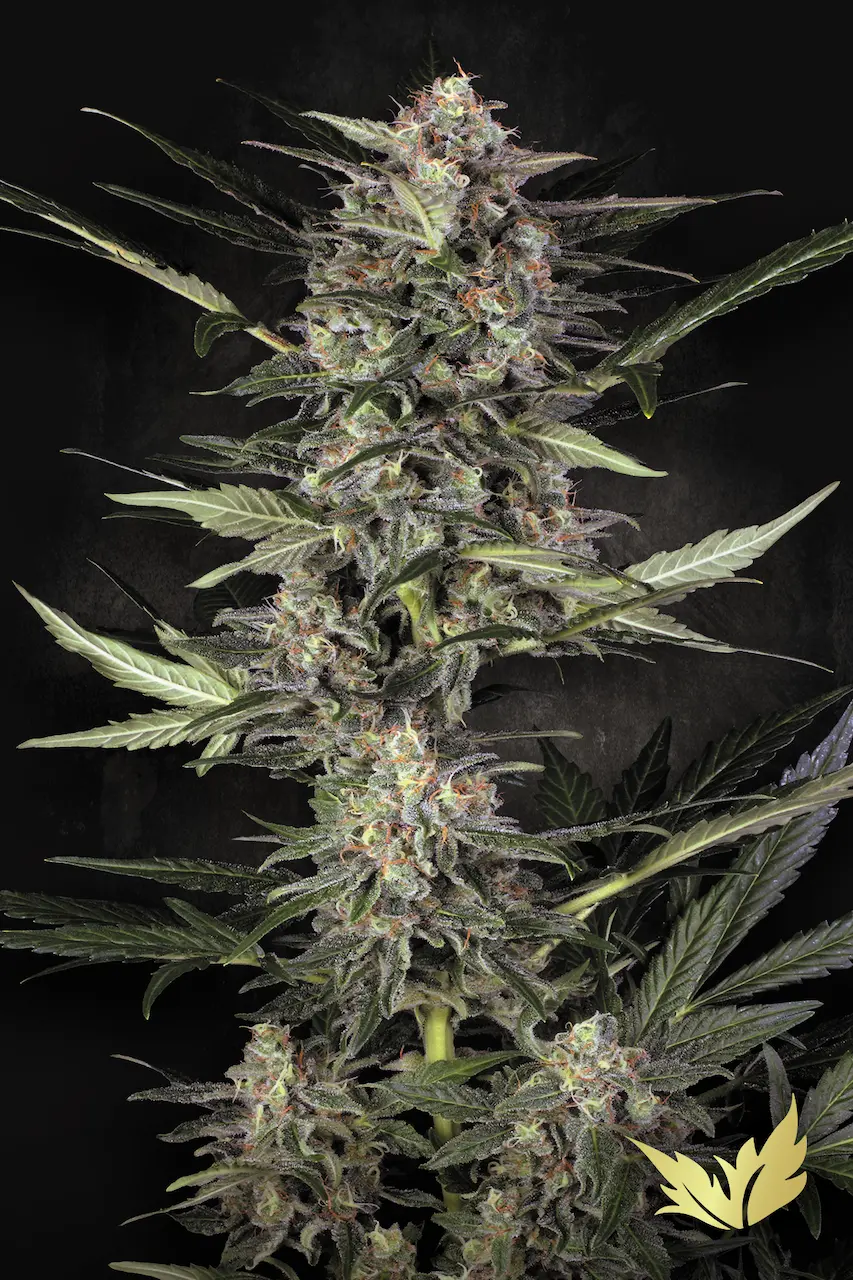 Auto Wappa | Autoflowering Cannabissamen von Paradise Seeds | 3 Samen Auto Wappa Cannabis Samen