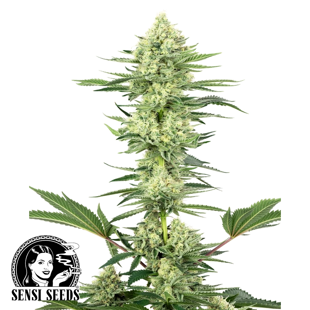 White Gorilla Haze | Feminisierte Hanfsamen von White Label Seeds