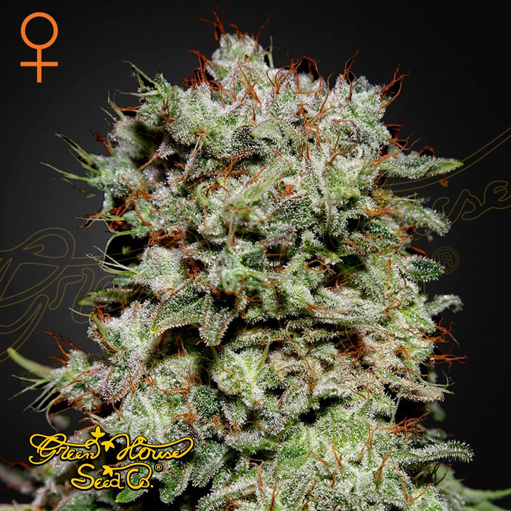 Kalashnikova | Feminisierte Cannabissamen von Green House Seeds