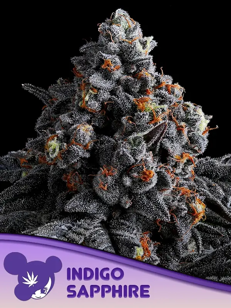 Indigo Sapphire | Feminisierte Hanfsamen von Anesia Seeds