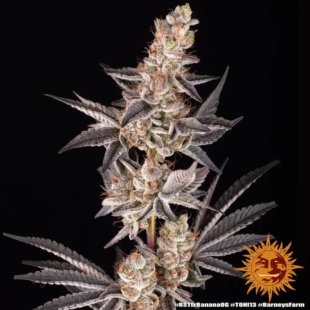 RS11 x Banana OG Blütentrieb RS11 x Banana OG Blütentrieb mit dichtem Harzbesatz