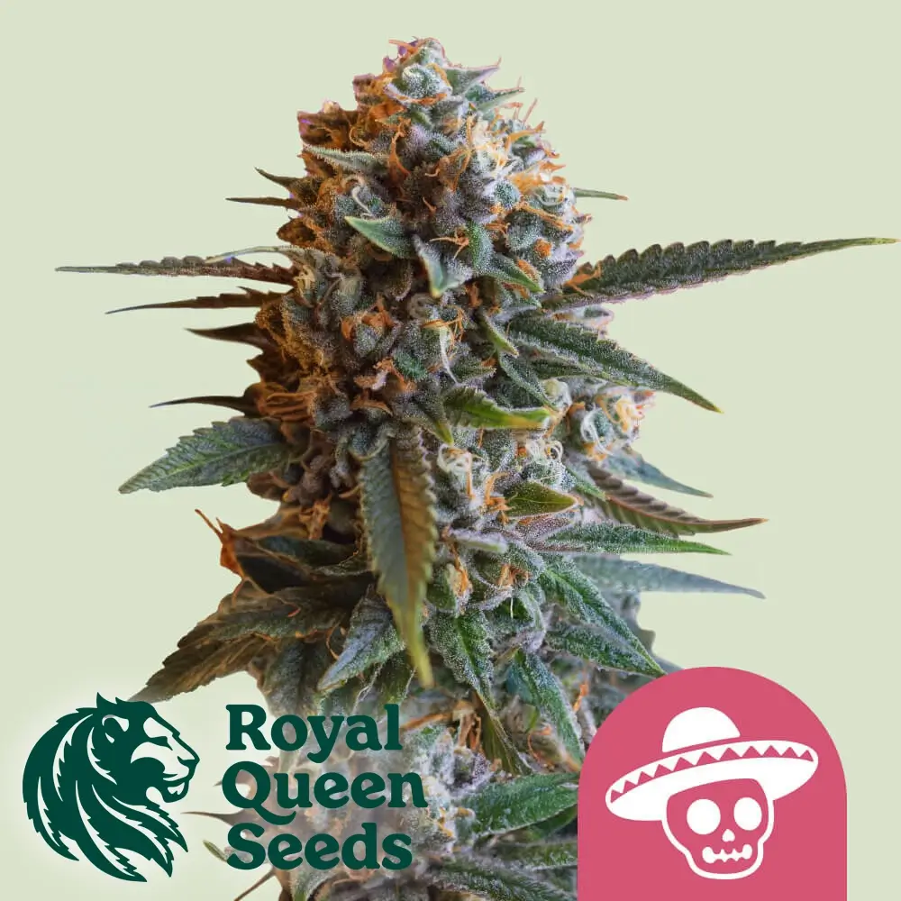 Mexican Rush Pflanze Mexican Rush Cannabispflanze in der Blüte vor hellem Hintergrund