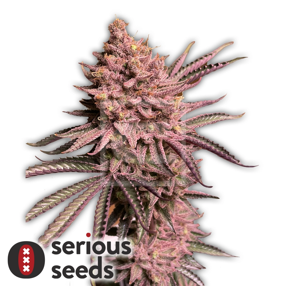 Seriotica Blüte Seriotica Blüte mit kräftig rosa gefärbten Blütenblättern