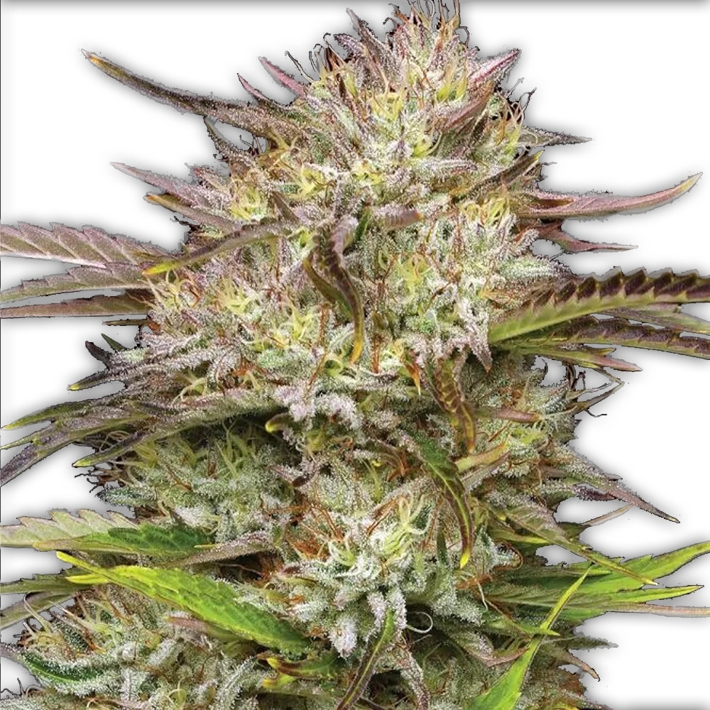 California Haze | Feminisierte Hanfsamen von Humboldt Seed