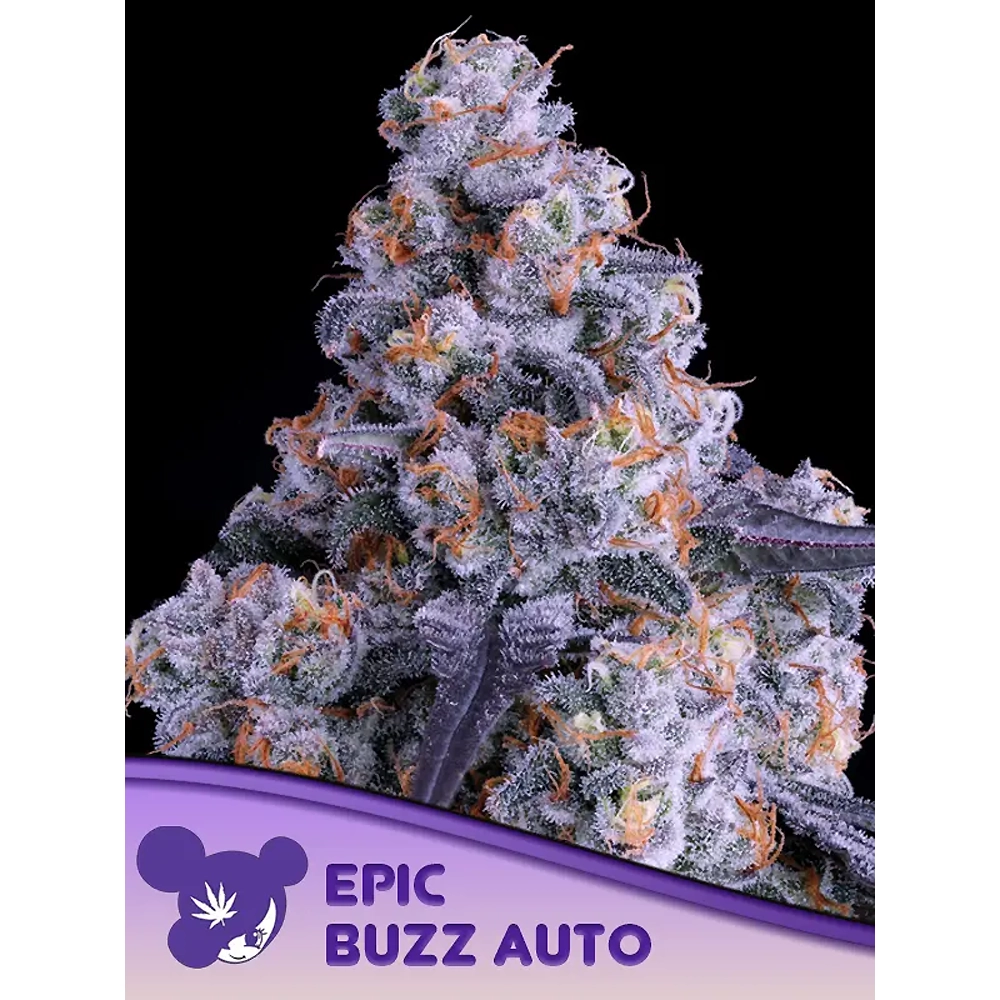 Epic Buzz Auto | Autoflowering Cannabissamen von Anesia Seeds | 3 Samen Epic Buzz Auto | Autoflowering Cannabissamen von Anesia Seeds | 3 Samen