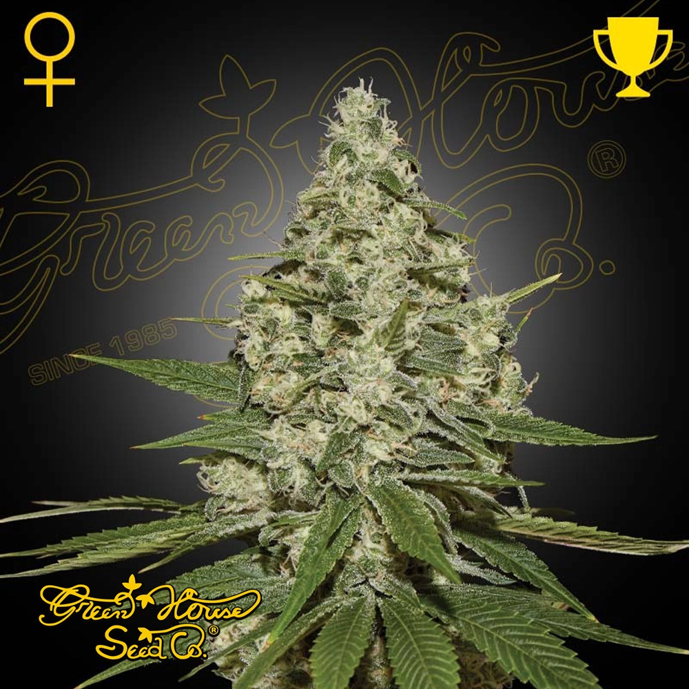 Super Lemon Haze | Feminisierte Hanfsamen von Green House Seeds | 3 Samen Super Lemon Haze | Feminisierte Hanfsamen von Green House Seeds