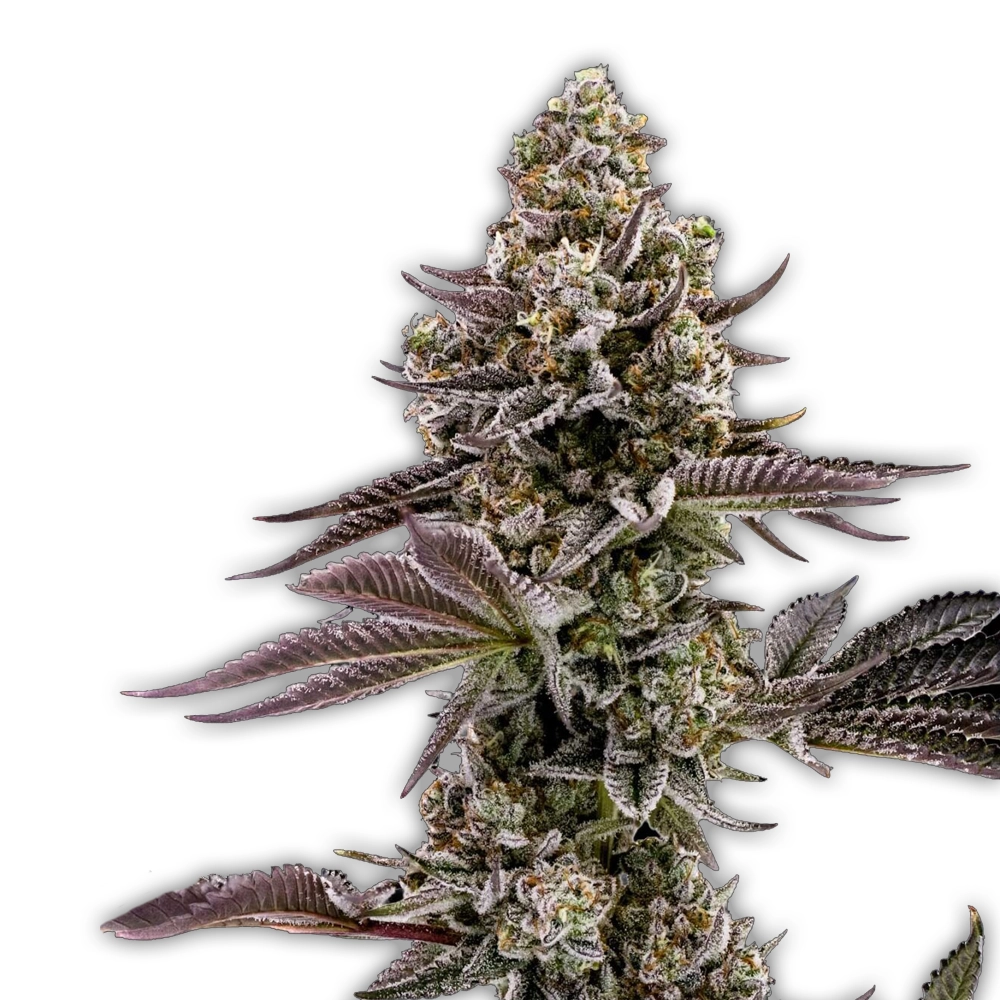 Blueberry Cupcake | Feminisierte Hanfsamen von Humboldt Seed