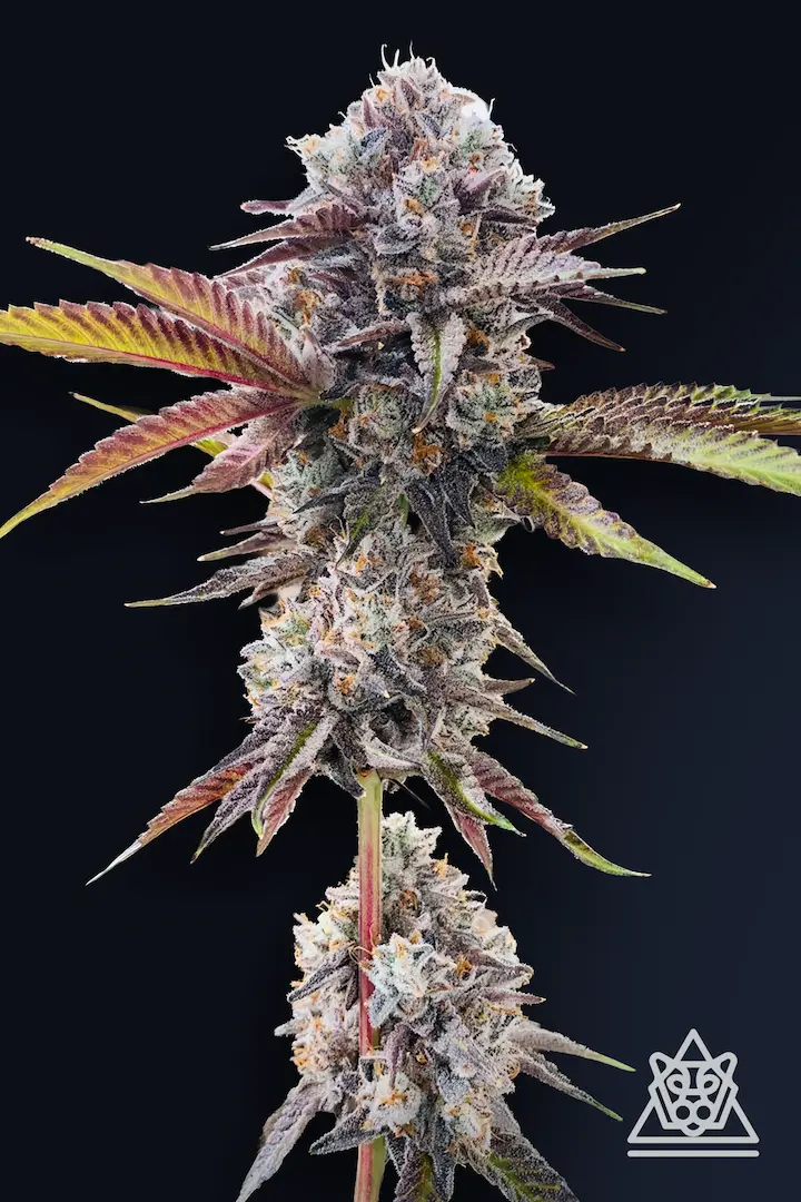 Marshmallow OG | Feminisierte Hanfsamen von Compound Genetics | 5 Samen Marshmellow OG Cannabis Samen