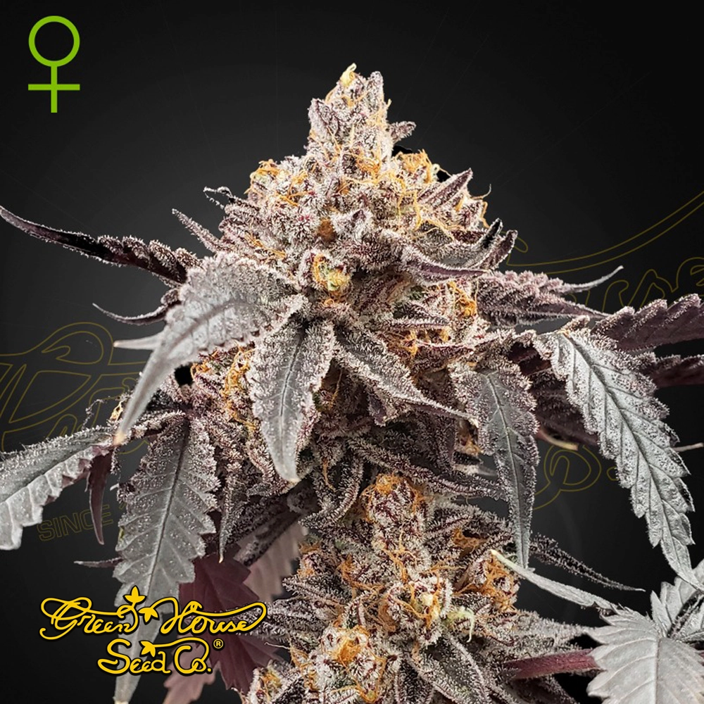 Guava x Gelato 41 Auto | Autoflowering Hanfsamen von Green House Seeds | 3 Samen