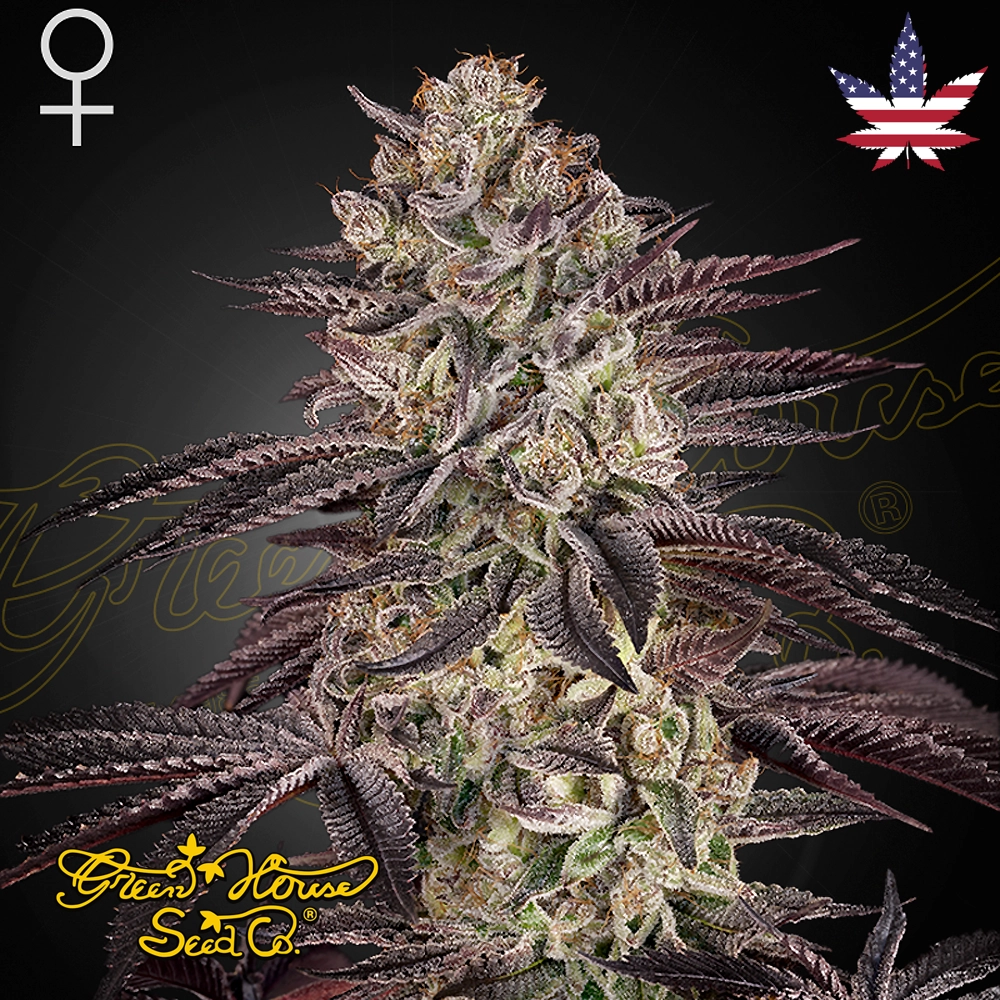 Biscotti Auto | Autoflowering Cannabissamen von Green House Seeds | 3 Samen Biscotti Auto | Autoflowering Cannabissamen von Green House Seeds | 3 Samen