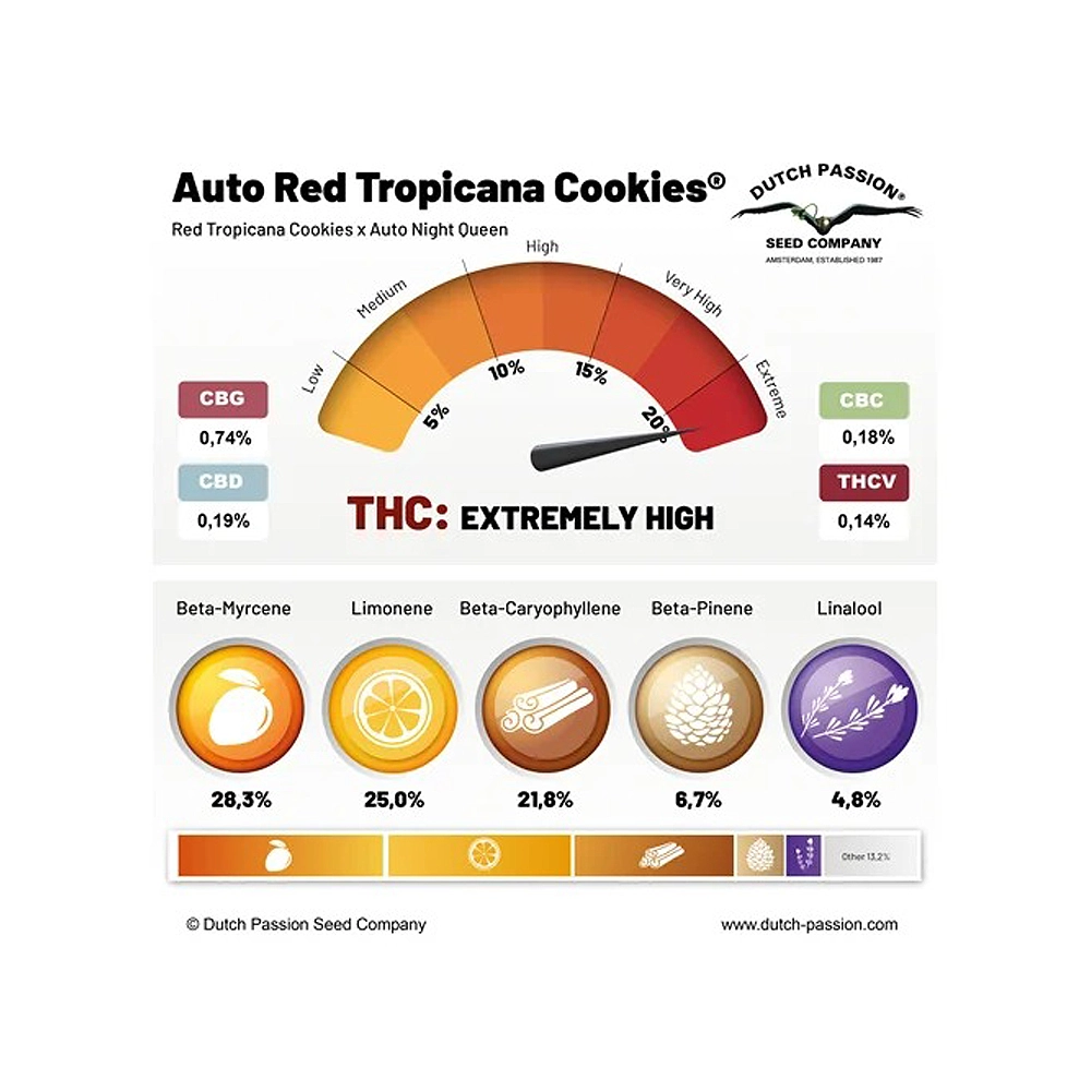 Auto Red Tropicana Cookies | Autoflowering Hanfsamen von Dutch Passion