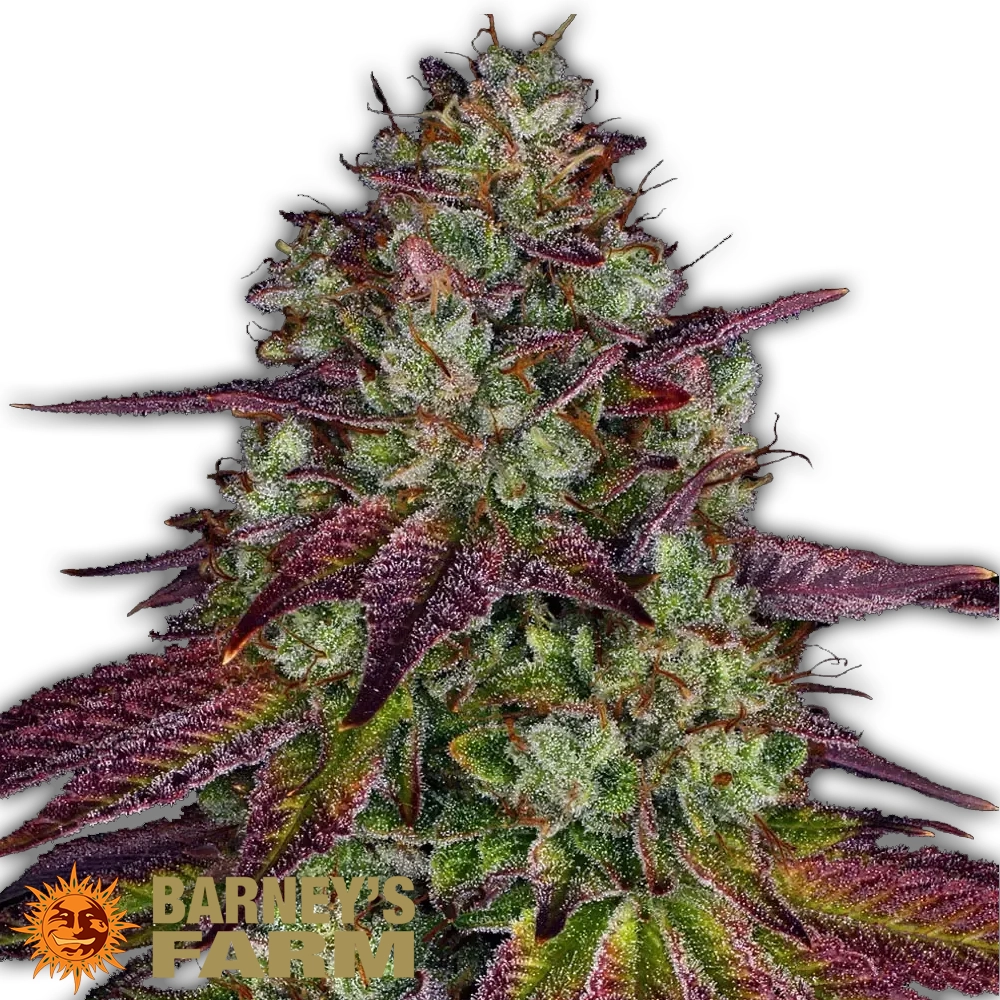 Mimosa EVO | Feminisierte Hanfsamen von Barney's Farm