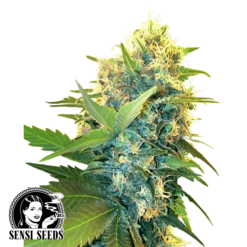 Double Kush Cake | Feminisierte Hanfsamen von Sensi Seeds | 3 Samen