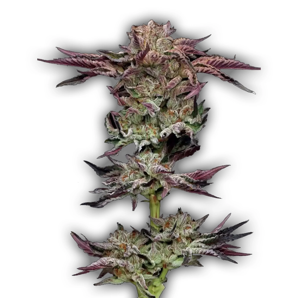 Jelly Donutz Auto | Autoflowering Hanfsamen von Humboldt Seed | 3 Samen Jelly Donutz Auto | Autoflowering Hanfsamen von Humboldt Seed