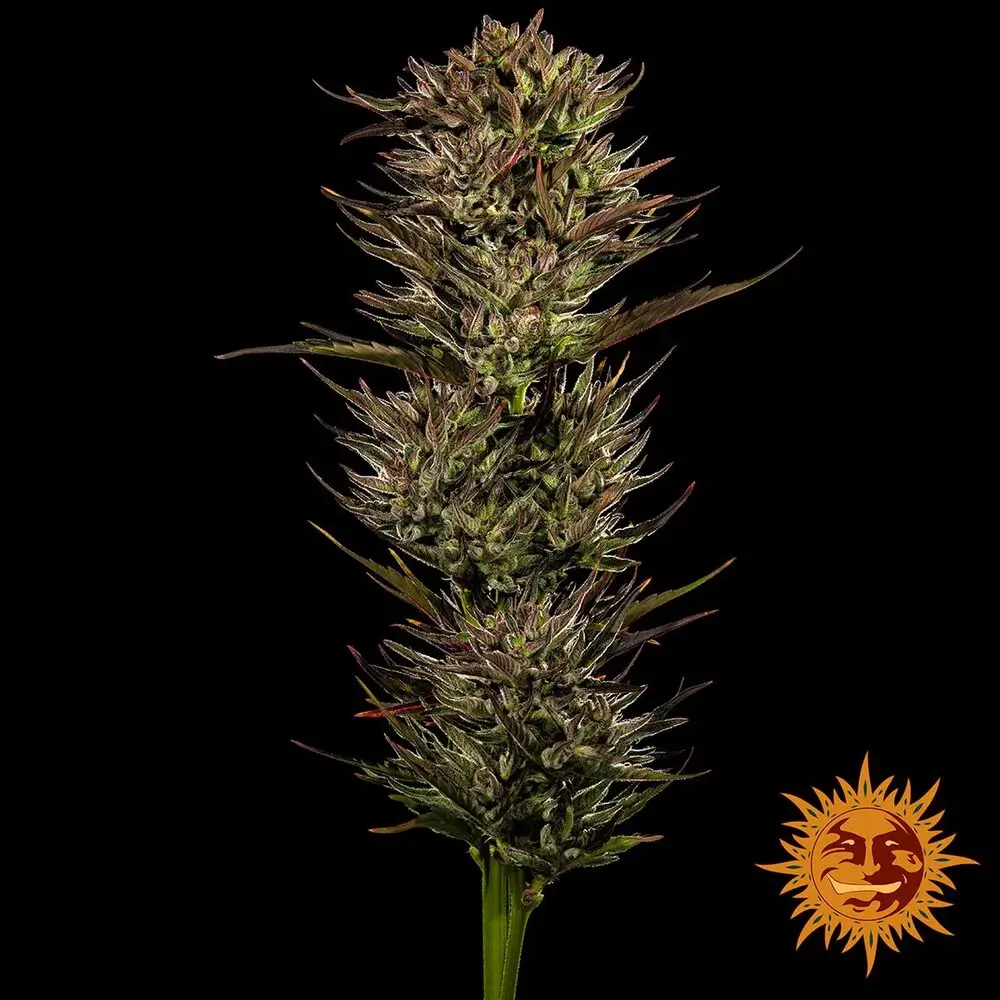 Thin Mint x Sour Pinot Auto Gesamtpflanze Vollständige Thin Mint x Sour Pinot Auto Pflanze vor schwarzem Hintergrund