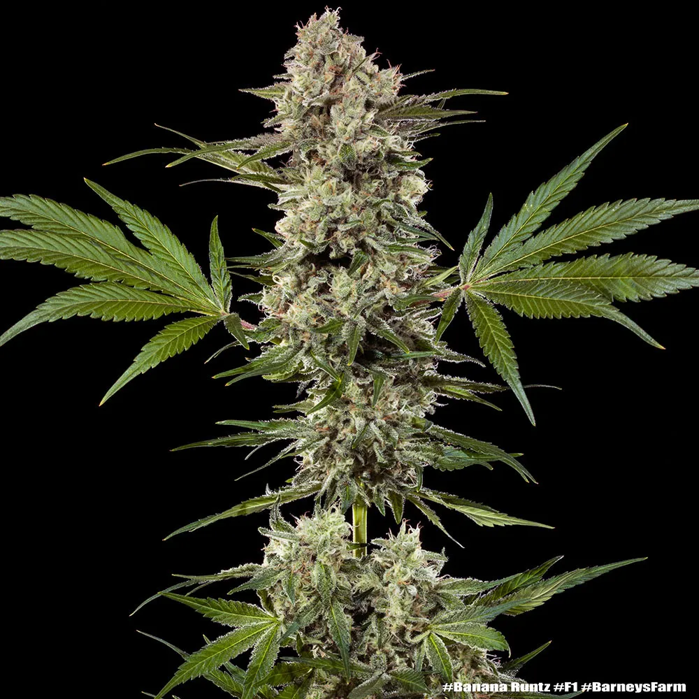 Banana Runtz F1 Pflanze Banana Runtz F1 Cannabispflanze in der Blüte
