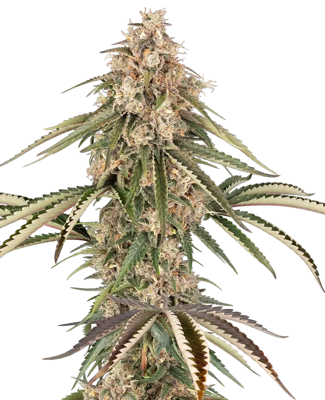Garlic Gas Pflanze Garlic Gas Cannabispflanze in der Blütephase
