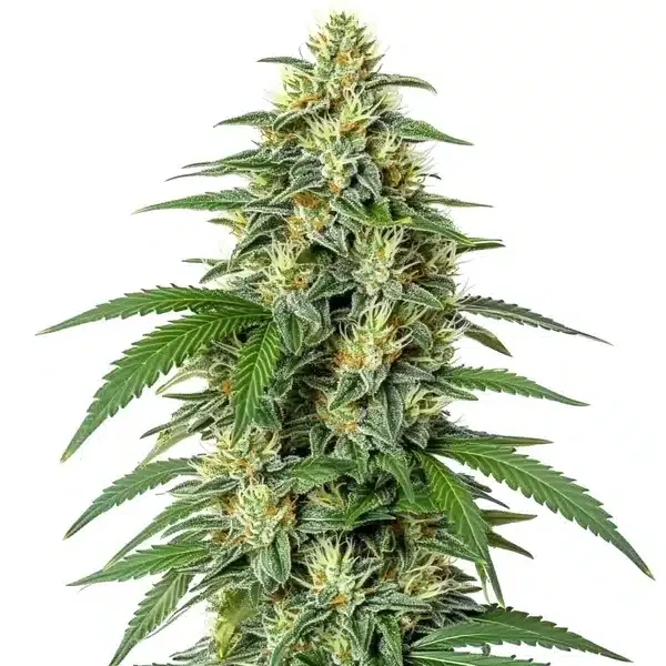 White Widow F1 Pflanze Freigestellte White Widow F1 Pflanze mit hellem, harzigem Blütenstand