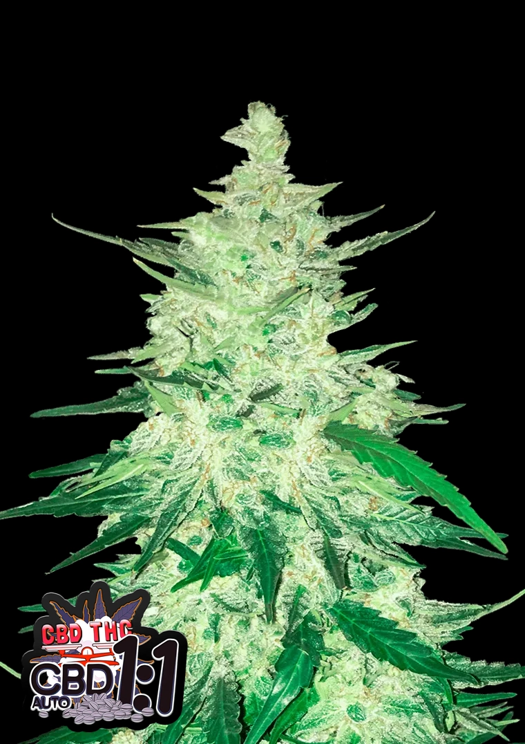 CBD Auto 1:1 (CBD Crack) | Autoflowering Cannabissamen von Fast Buds | 3 Samen
