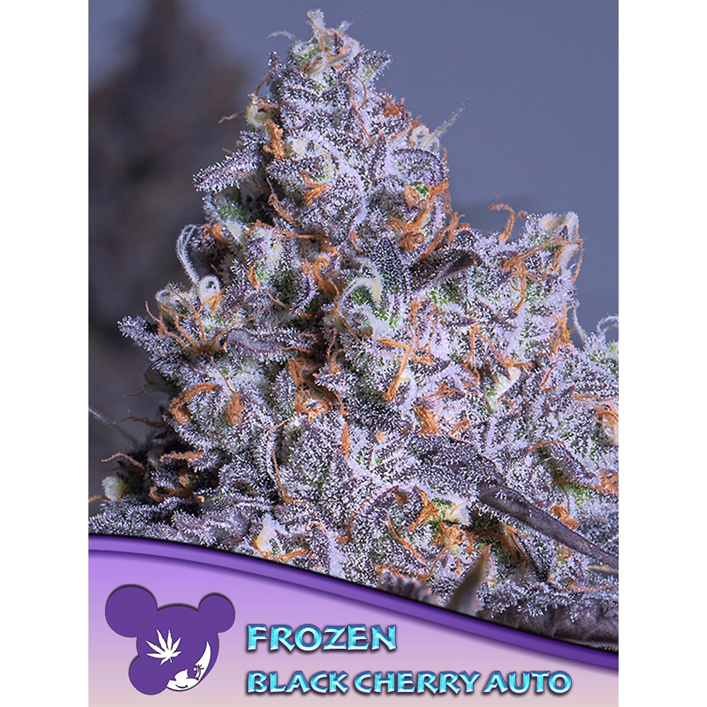 Frozen Black Cherry Auto Blüte Frozen Black Cherry Auto Blüte mit violetter Färbung und Sortenschriftzug