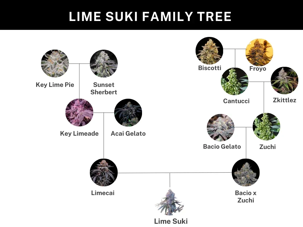 Lime Suki Genetik Stammbaum-Grafik zur Genetik von Lime Suki