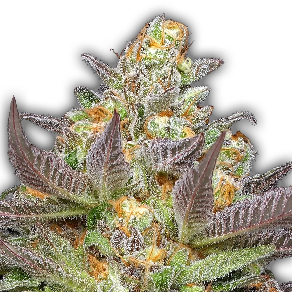 Mint Jelly Auto | Autoflowering Cannabissamen von Humboldt Seed