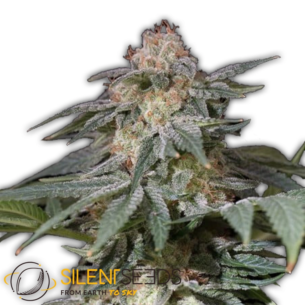 Lemon Tree Fast | Feminisierte Hanfsamen von Silent Seeds | 3 Samen Lemon Tree Fast | Feminisierte Hanfsamen von Silent Seeds