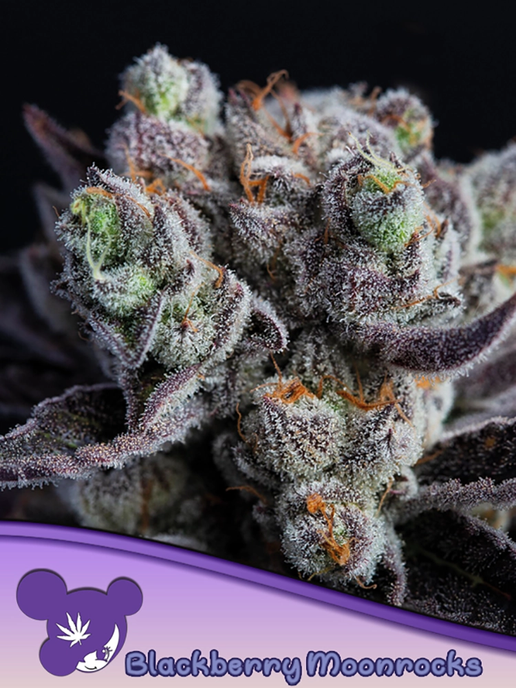 Blackberry Moonrocks | Feminisierte Hanfsamen von Anesia Seeds | 3 Samen Blackberry Moonrocks | Feminisierte Hanfsamen von Anesia Seeds | 3 Samen