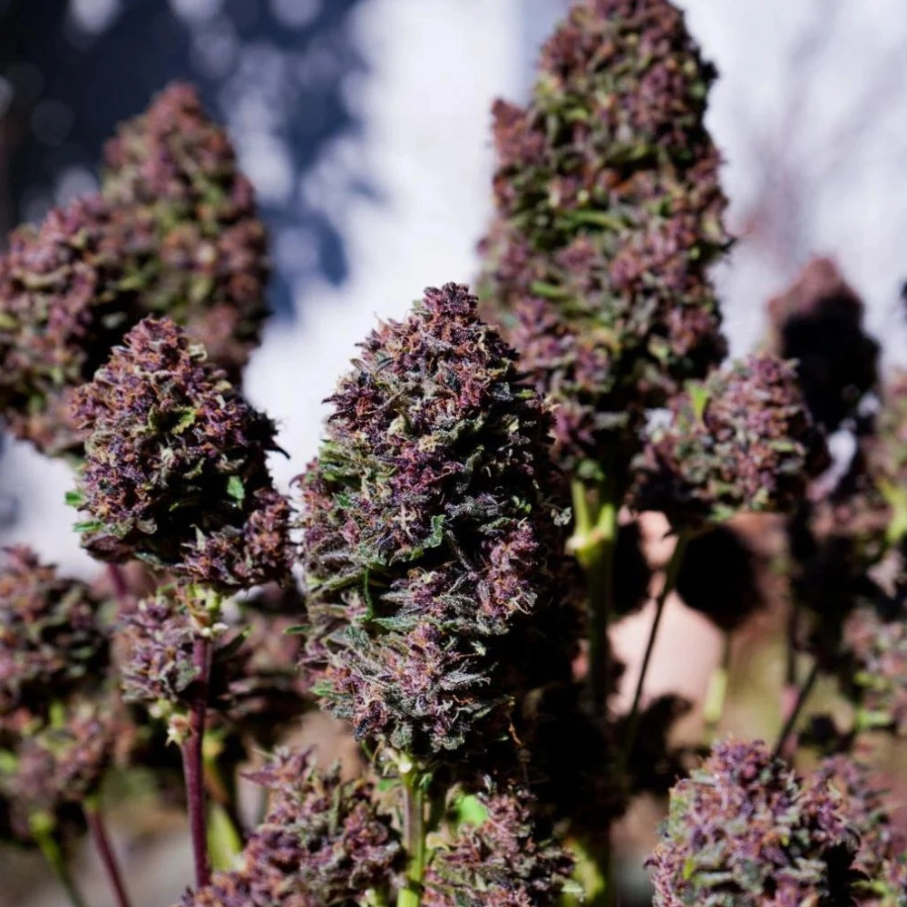 Purple Haze Auto | Autoflowering Hanfsamen von Fast Buds