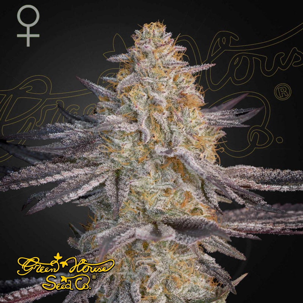 Super Lemon Haze x RS11 | Feminisierte Hanfsamen von Green House Seeds | 3 Samen Super Lemon Haze x RS11 | Feminisierte Hanfsamen von Green House Seeds
