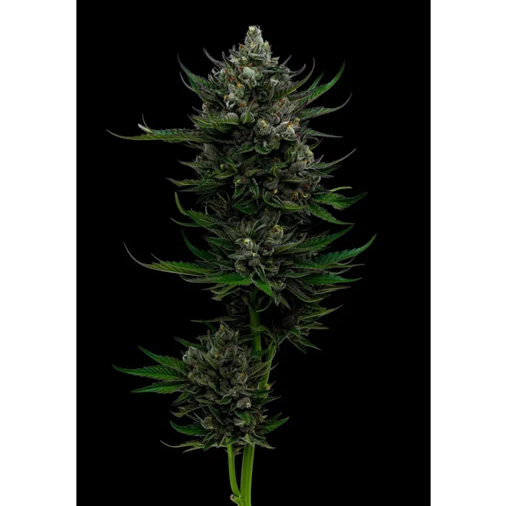 All Gas OG | Feminisierte Hanfsamen von Humboldt Seed