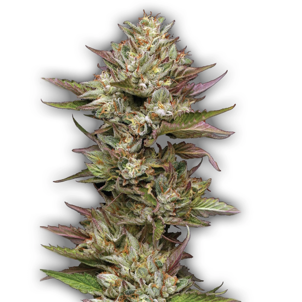 Moon Fog | Feminisierte Cannabissamen von Humboldt Seed