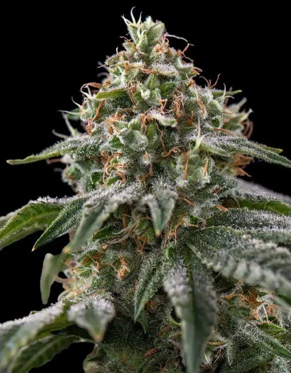 The Rascal Triploid Pflanze The Rascal Triploid Cannabispflanze in voller Blüte