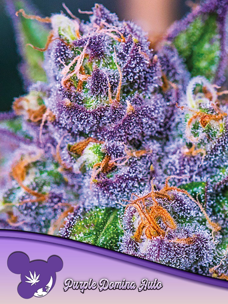 Purple Domina Auto | Autoflowering Cannabissamen von Anesia Seeds | 3 Samen Purple Domina Auto | Autoflowering Cannabissamen von Anesia Seeds