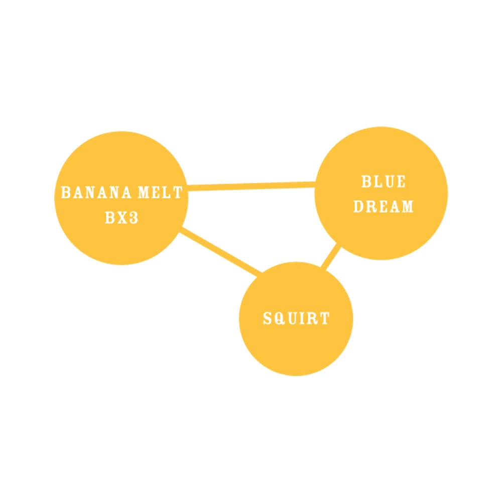 Banana Melt | Feminisierte Hanfsamen von Humboldt Seed