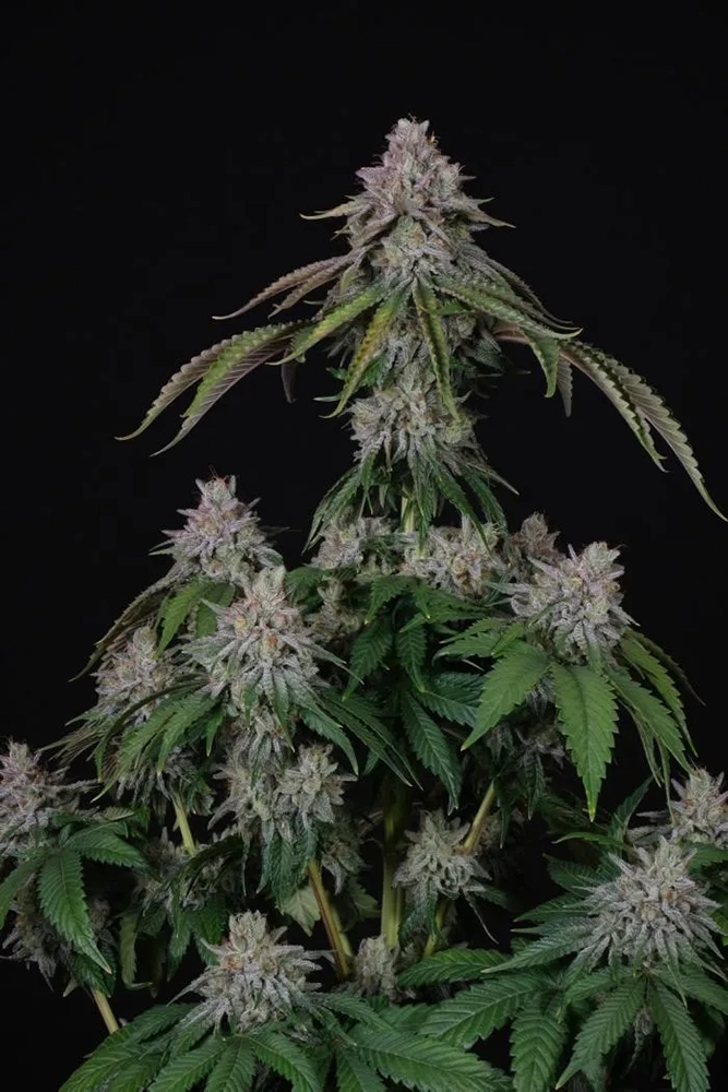 Velvet Mist Blütentrieb Velvet Mist Blütentrieb mit hellgrünen Blüten
