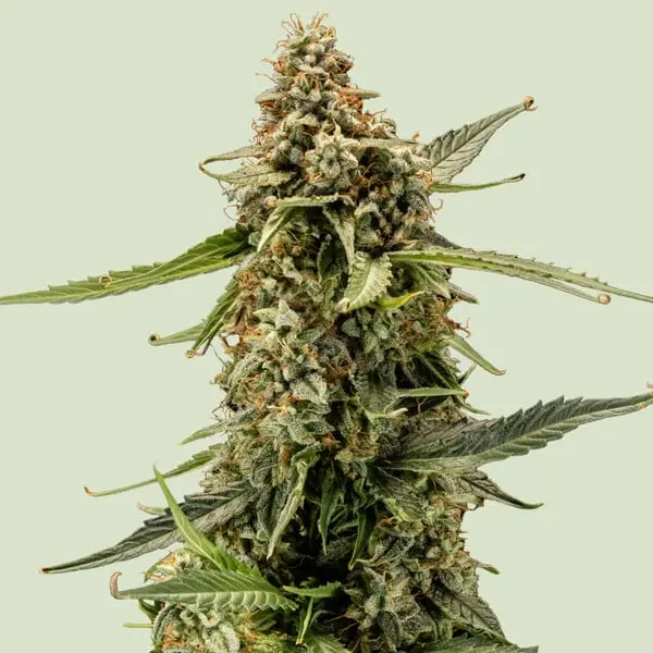TITAN F1 Cannabissamen von Royal Queen Seeds