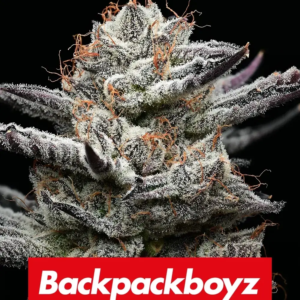 Black Cherry Gushers | Feminisierte Hanfsamen von Barney's Farm | 3 Samen Black Cherry Gushers | Feminisierte Hanfsamen von Barney's Farm | 3 Samen