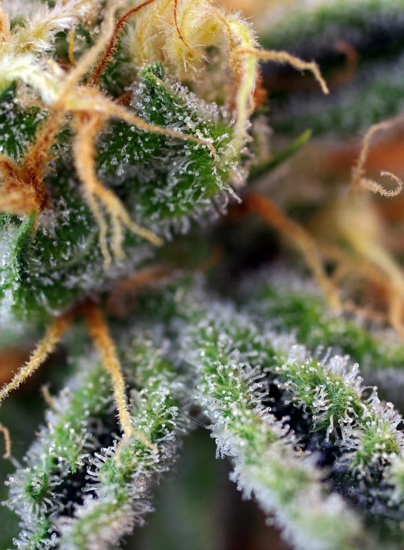Cream Caramel | Feminisierte Cannabissamen von Sweet Seeds