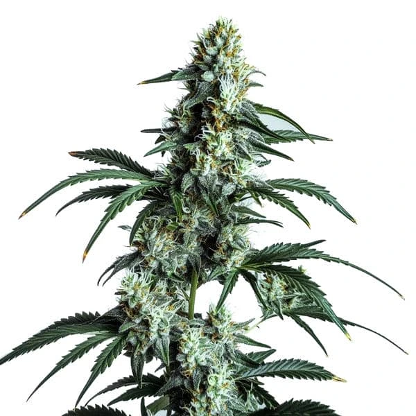 Sour Diesel Pflanze Freigestellte Sour Diesel Pflanze mit dichtem, grünem Blütenstand