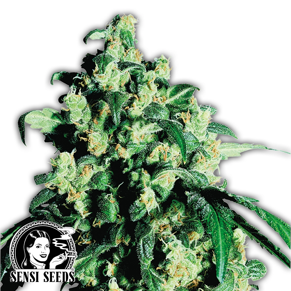 Super Skunk | Reguläre Hanfsamen von Sensi Seeds