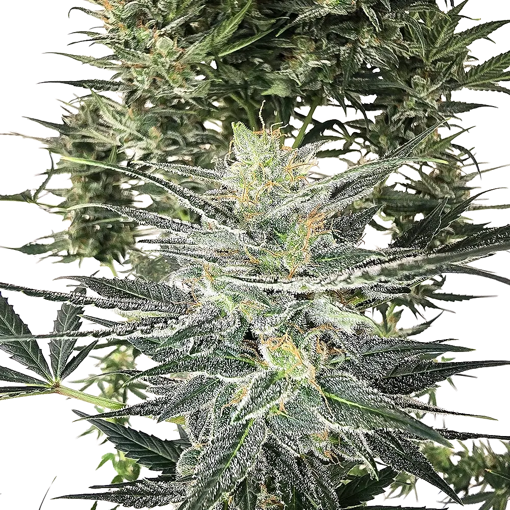 SLEEPERZ Auto | Autoflowering Cannabissamen von Home of Seeds