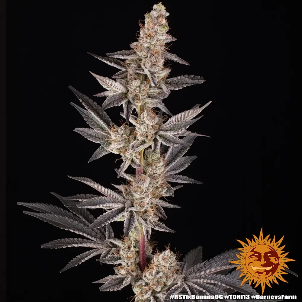 RS11 x Banana OG Pflanze RS11 x Banana OG Cannabispflanze in der Blütephase