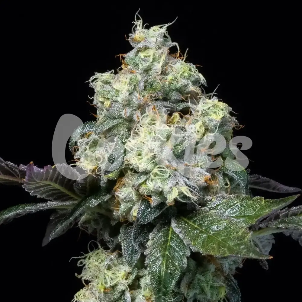 Elephant Trunk | Feminisierte Cannabissamen von Cookies Seed Bank | 3 Samen
