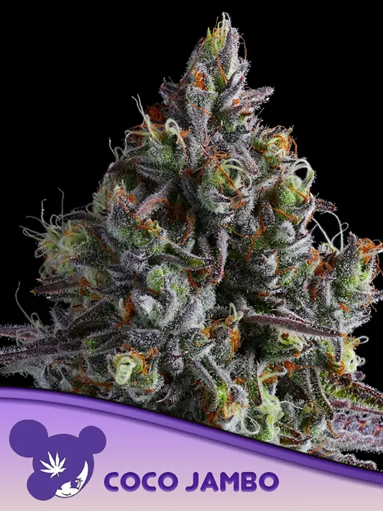 Coco Jambo | Feminisierte Hanfsamen von Anesia Seeds | 3 Samen Coco Jambo | Feminisierte Hanfsamen von Anesia Seeds